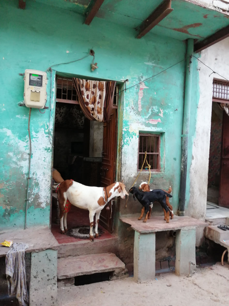 INDIA / Agra / Nature